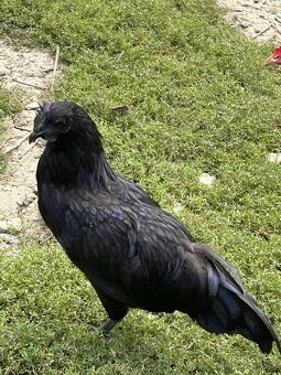 Predám Kohúty a sliepky AYAM CEMANI - 5