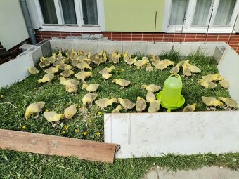 HUSI ,KAČKY , HUSOKACKY - 5