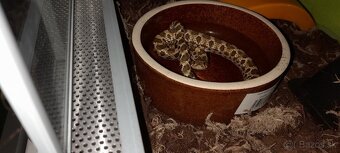 Had Heterodon Nacisus - 5