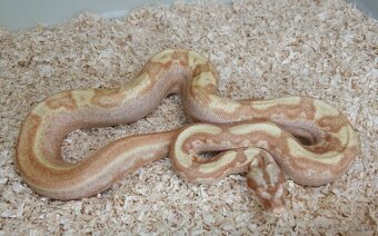 Boa imperator - Paradise Sunglow Aztec, Sunglow Motley - 5