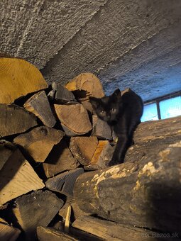 Darujeme mačiatka - 5