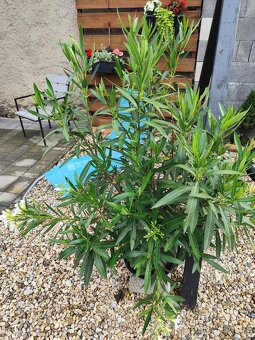 Oleander - 5