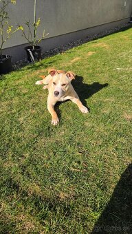 Americky Pitbulterier - 5