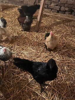 Predám kohútov - 5