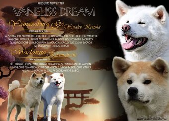 AKITA INU - 5