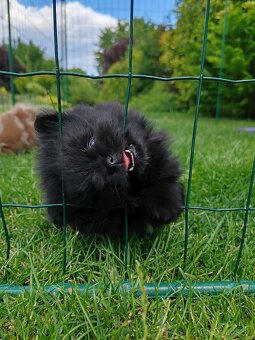 Pomeranian s PP - 5