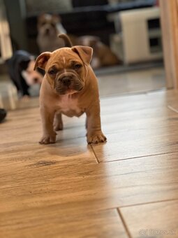 American Bully pocket - 5