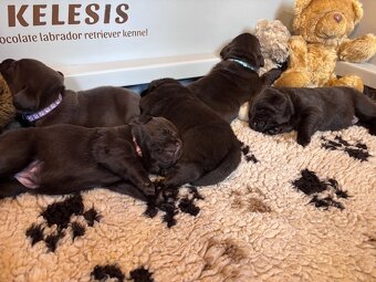 Labrador – čokoládové šteniatka s PP - 5