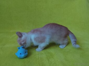 Exotické britské mačiatka - 5