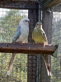 Papagáj spevavý - 5