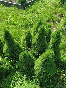 Okrasný stromček conica picea glauca - 5