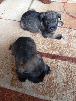 Predám šteniatka Bradáča stredného - 5