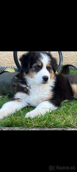 Austrálsky ovčiak - fenka - 5