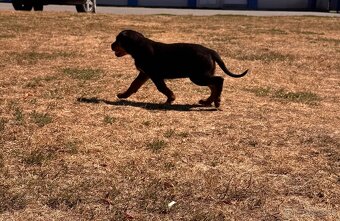 Rottweiler / Rotvajler - 5
