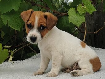 Jack Russel Terier - 5