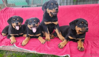 Rotvajler,rotveiler,rotvailer,rotwailer,rotweiler na predaj. - 5