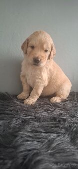 Goldendoodle po rodičoch s pp - 5