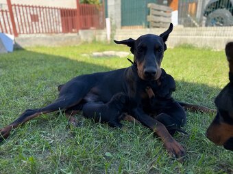Šteniatka Doberman - 5