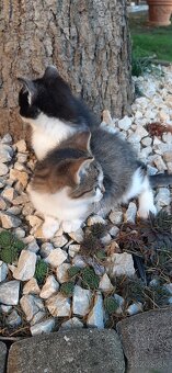 Darujem mačiatka - 5