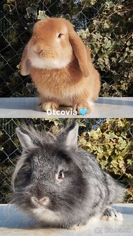 Zakrslý králik-rezervácia - 5