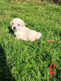 Ponúkam šteniatka. - 5