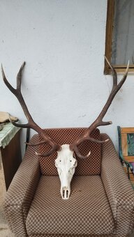 Predám trofej jeleňa.parozie, zhody, trofeje. - 5