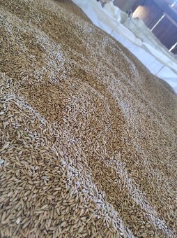 Pšenica, jačmeň - 5