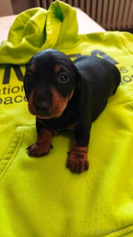 Jazvečík trpasličí - 5