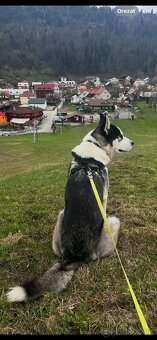 Darujem sibírskeho huskyho - 5