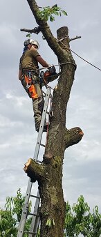 Výškové práce zrezavanie stromov - 5