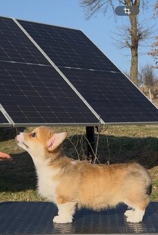 Na predaj šteňatá Welsh Corgi Pembroke - 5