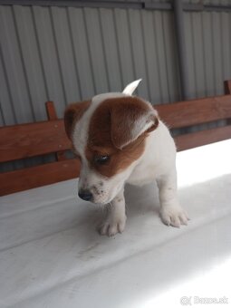 Jack Russell - 5