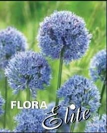 Cibuľky okrasných cesnakov - 5