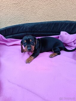 Jazvečík trpaslici - 5