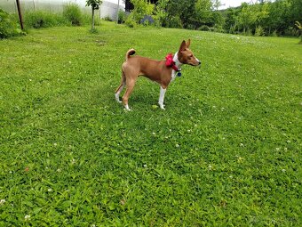 šteniatko basenji - 5