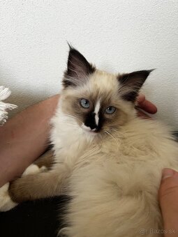 Ragdoll mačička - 5