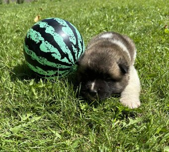 Americká Akita,Americka Akita - 5