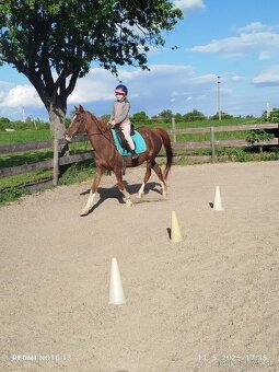 Kobyla Arabský plnokrvnik - 5