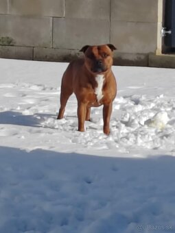 Stafordšírsky bulteriér ( Staffbull ) - 5