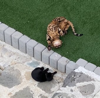 Darujeme mačiatka - 5