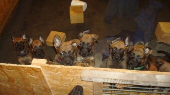 belgicky ovčiak malinois - 5