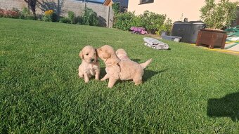 Zlaty retriever golden retriever volny posleny psik - 5