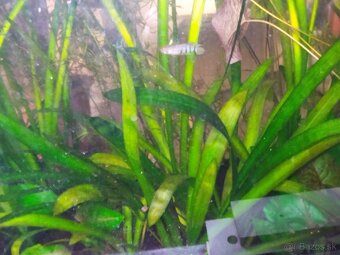 Akvariove rastliny - 5