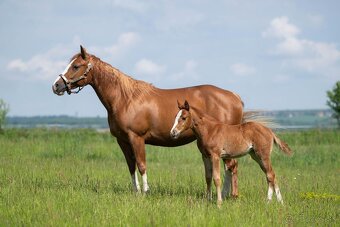 AQH TOP klisna po PG Gunpowder - 5
