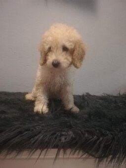 Pudel,pudlik toy/trpaslik - 5