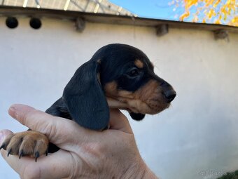 Jazvečík krátkosrstý. - 5