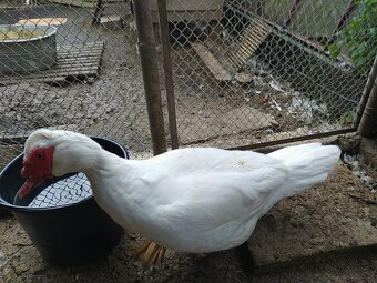 Pižmová kačica - 5