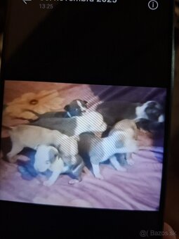 Americky staford - 5