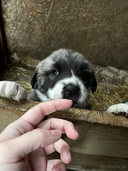 Stredoázijský ovčiak - šteniatka - 5