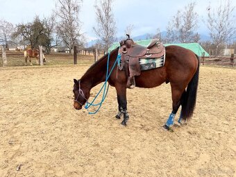 tréning koní - obsadanie - 5